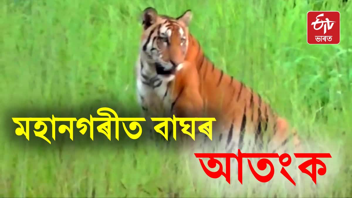 Woman Injured in Tiger Attack