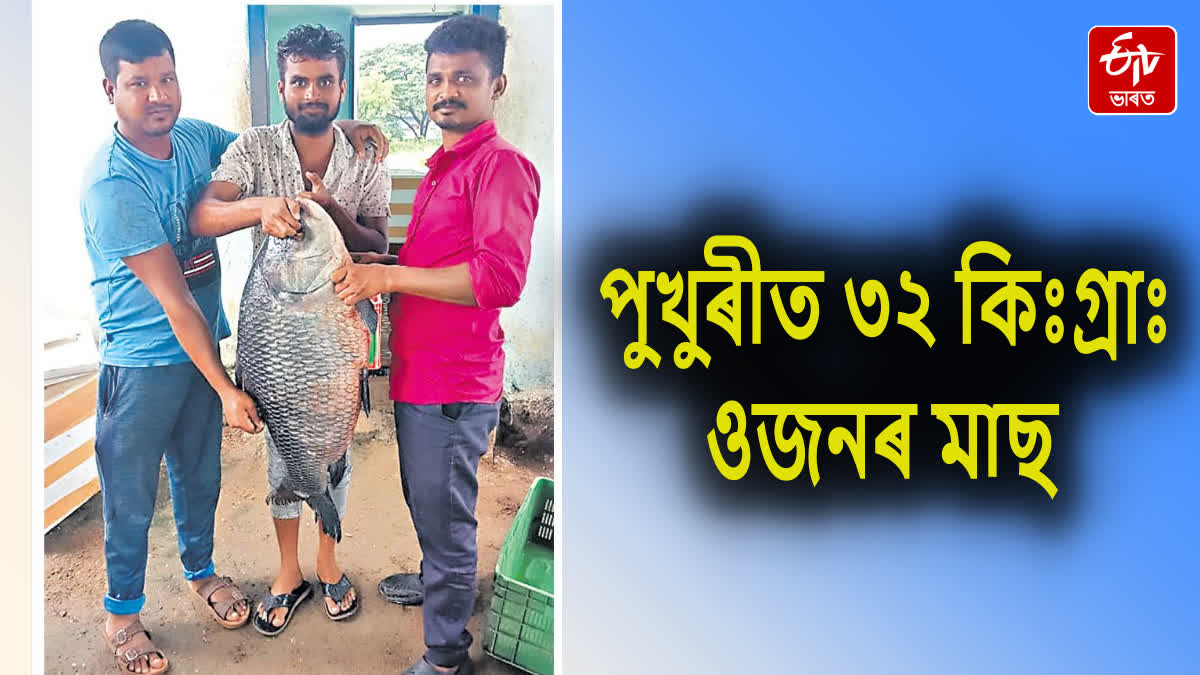 A 32 kg fish was caught in the net of a fisherman in Mahabubabad