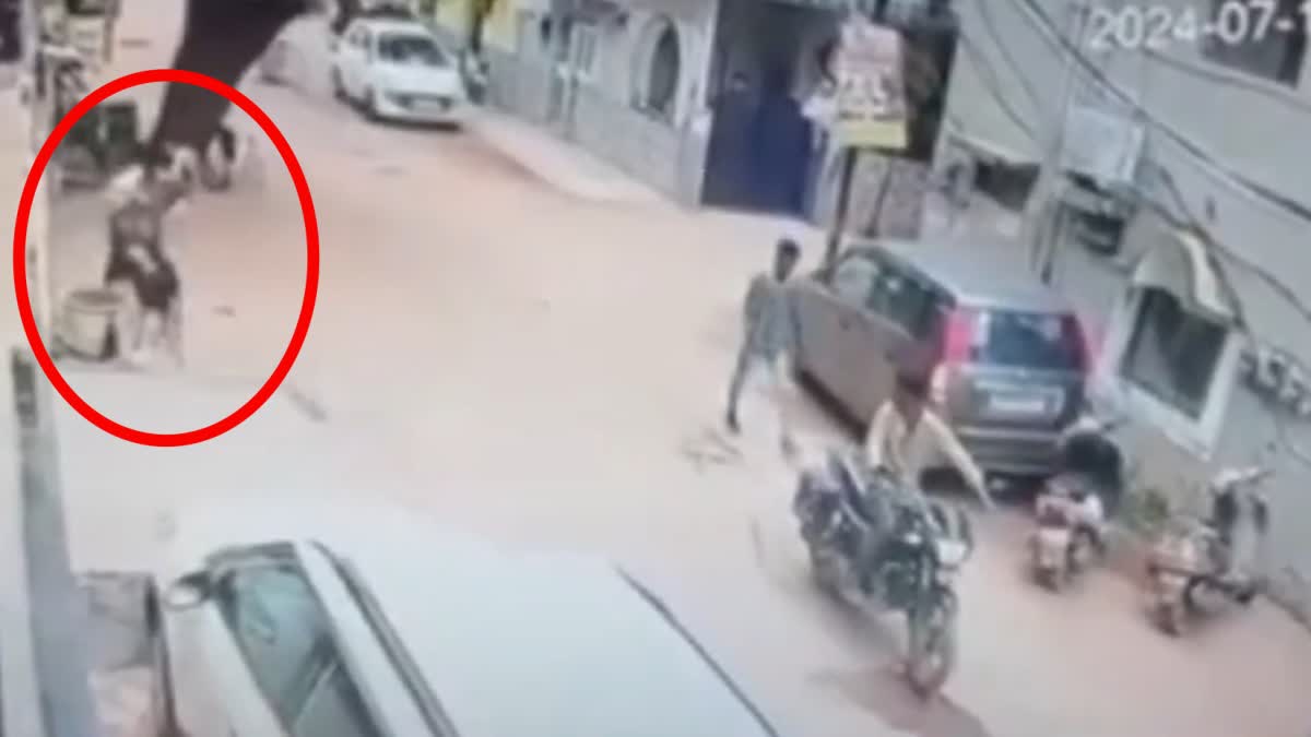 Gwalior Goat theft cctv video