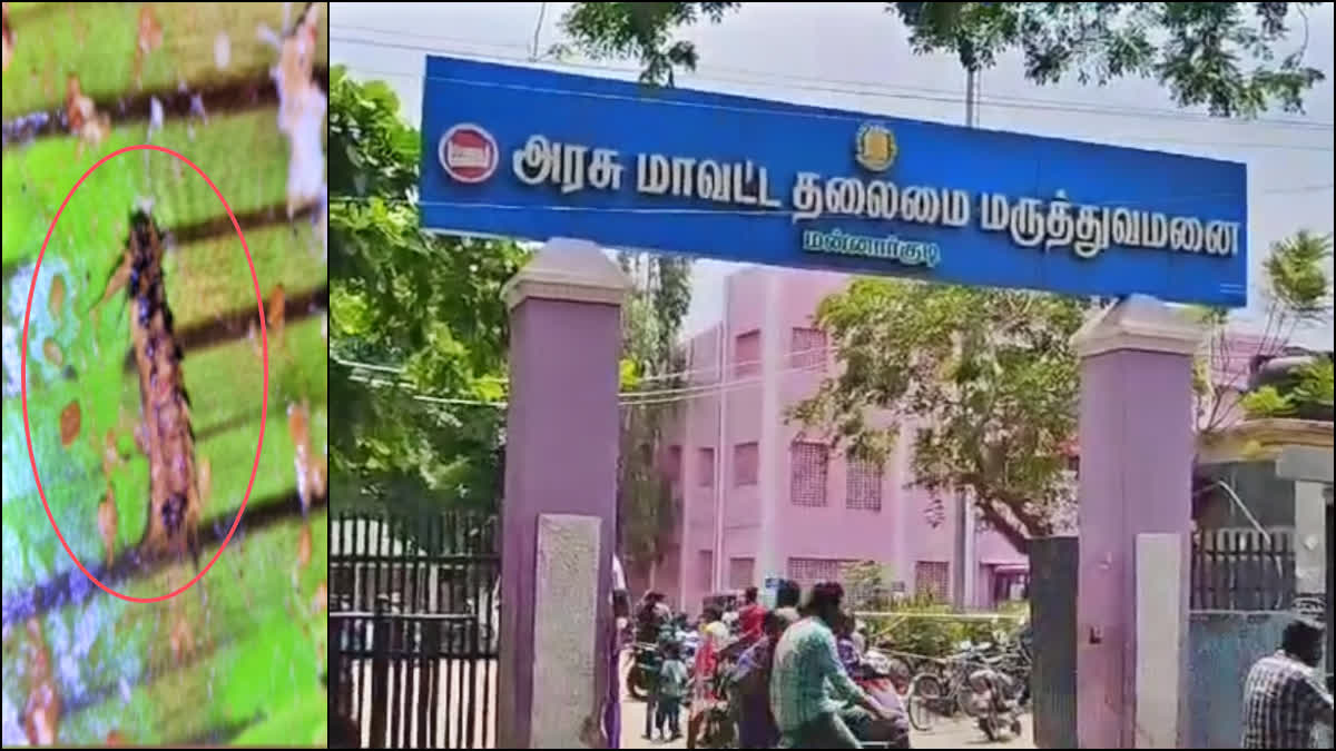 உணவில் கிடந்த முசுக்கட்டை பூச்சி