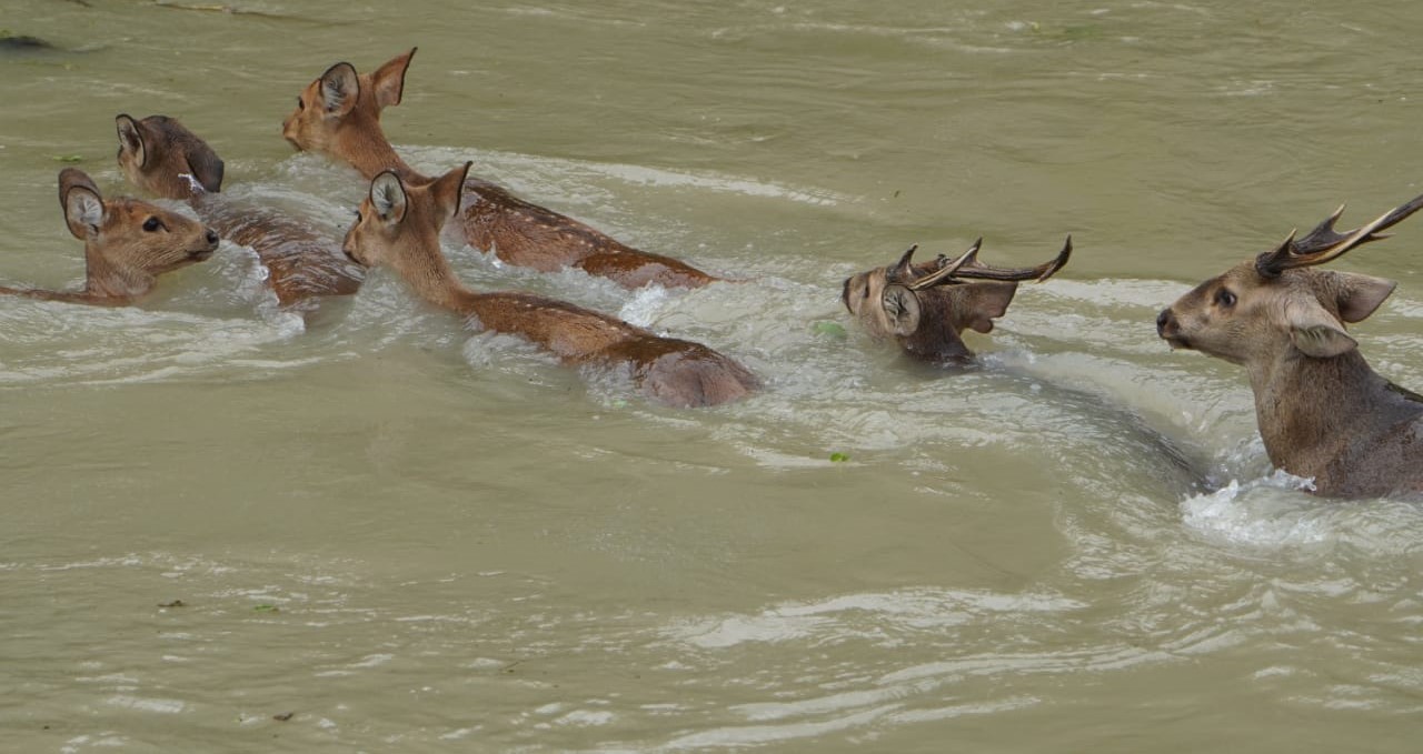 Assam CM Chairs Wildlife Board Meeting, Reviews Key Conservation Initiatives