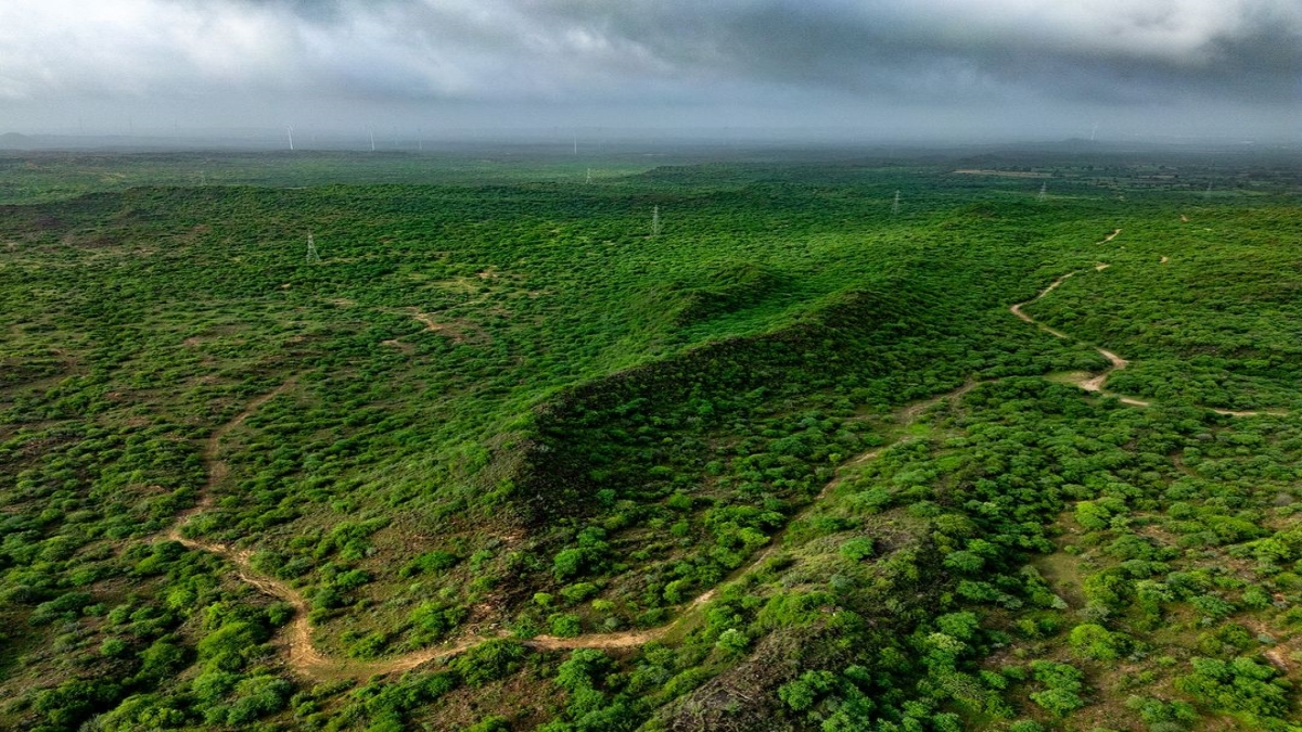 ખાત્રોડે લીલી ચાદર ઓઢી