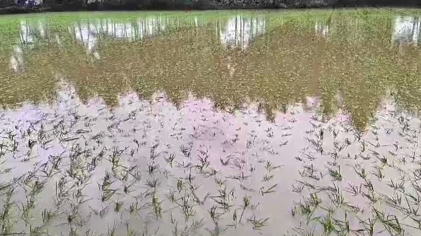 Heavy Rains in Andhra Pradesh