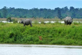 Assam CM Chairs Wildlife Board Meeting, Reviews Key Conservation Initiatives