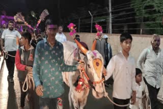 procession of bulls to the sound of DJ on occasion of Bendur festival in Karad, watch video