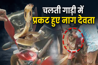 Snake in Moving Vehicle