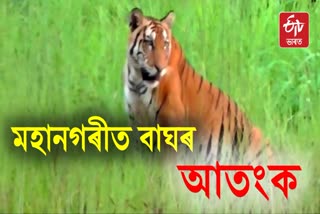 Woman Injured in Tiger Attack