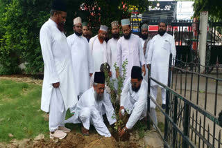 plantation drive in madrassas