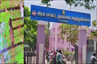 உணவில் கிடந்த முசுக்கட்டை பூச்சி