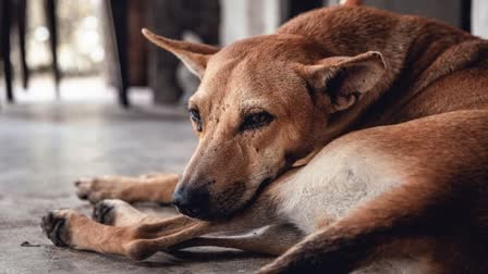 Paonta Sahib A Man Brutally Killed A Dog