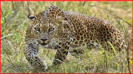 Leopard caged in Chandrapur