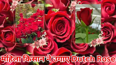 Dutch Rose cultivation