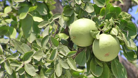 Sawan 2024: Stone Apple is the most favorite fruit of Lord Shiva this will protect you from many diseases