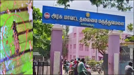 உணவில் கிடந்த முசுக்கட்டை பூச்சி