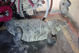 Crocodile entered the house