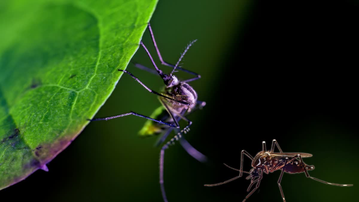 World Mosquito Day News