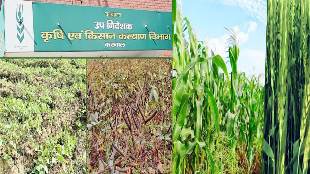 Rashtriya Krishi Vikas Yojana: Know what is Crop Diversification Program Scheme, when and how farmers can take advantage of it