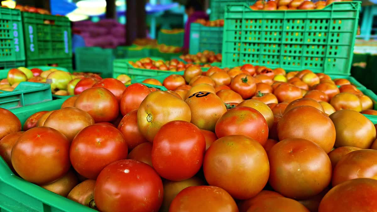 Himachal Tomato Price Drop