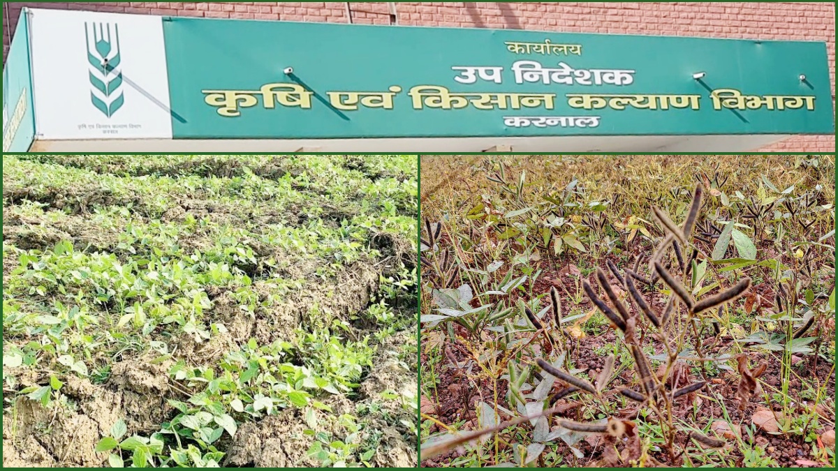 Crop Diversification Program in Haryana