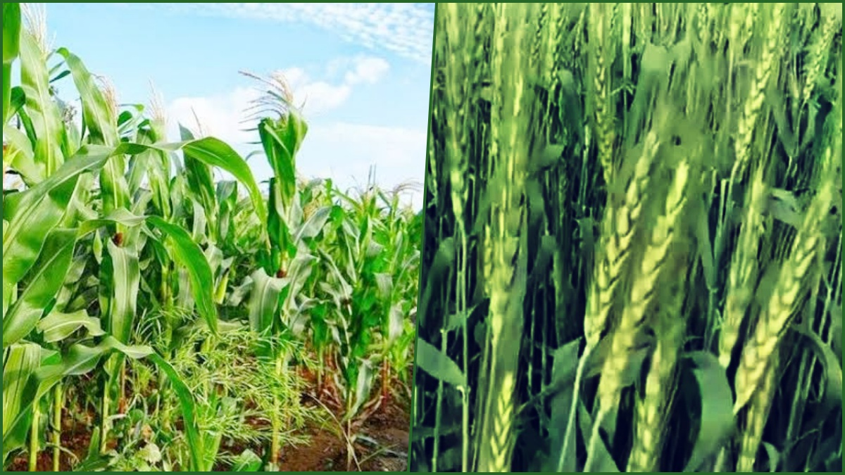 Crop Diversification Program in Haryana