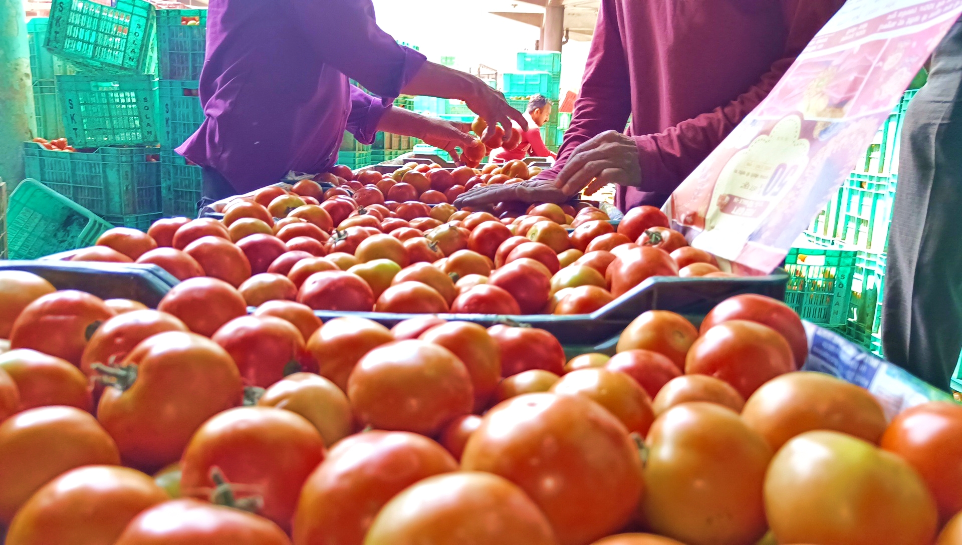 Himachal Tomato Price Drop