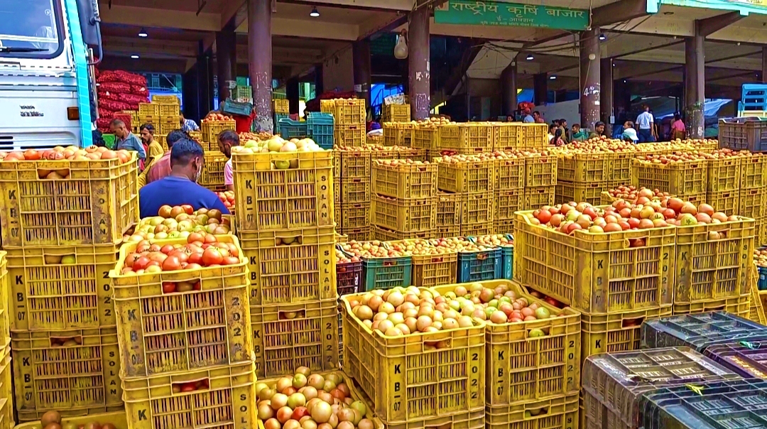 Himachal Tomato Price Drop