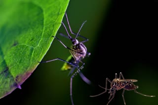 World Mosquito Day News
