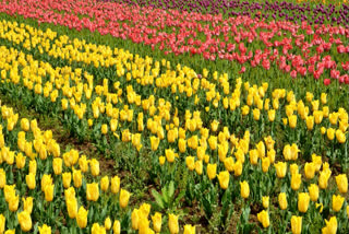 Tulip Garden World Book Of Records