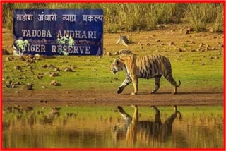 Tadoba Andhari Tiger Project