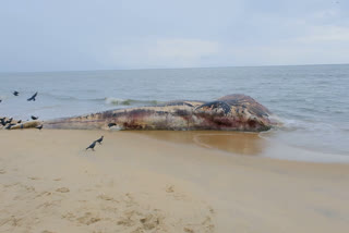 Dead Whale Perinjanam Beach  പെരിഞ്ഞനം സമിതി ബീച്ച്  Dead body Whale  തിമിംഗലം  Perinjanam Beach  തിമിംഗലത്തിൻ്റെ ജഡം കരയ്‌ക്കടിഞ്ഞ നിലയിൽ  തൃശൂർ വാർത്തകൾ  thrissur news