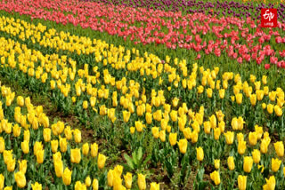 Indira Gandhi Memorial Tulip Garden: உலக சாதனை புத்தகத்தில் இடம் பிடித்த துலிப் மலர்த்தோட்டம்