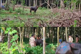 Buffalo attack Pala Pravithanam  Buffalo attack  Buffalo run away pala  Pala Pravithanam  വെട്ടാൻ കൊണ്ടുവന്ന പോത്തുകൾ വിരണ്ടോടി  പോത്തുകൾ വിരണ്ടോടി  പോത്തിന്‍റെ ആക്രമണം  പാലയിൽ പോത്തിന്‍റെ ആക്രമണത്തിൽ പരിക്ക്