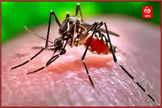 Dengue and encephalitis infections become complicated in Assam