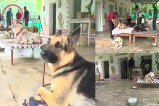 Orphanage For Police Dogs
