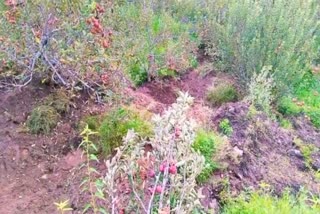 Apple Crop Damaged Due to landslide