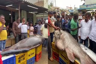 340kgs-ambur-fish-at-chikkamagaluru