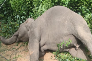 Elephant_Dead_Due_to_Electric_Shock