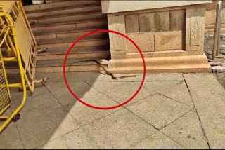 Snake found at vidhana soudha