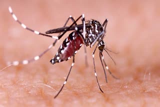 Assam grappling with dengue, Japanese Encephalitis cases