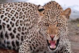 leopard attack in una