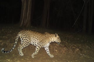Monitoring_Cheetah_Movement_With_Cameras