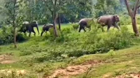 elephants killed woman in Palamu Tiger Reserve