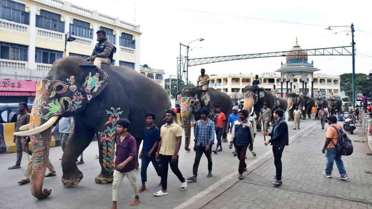 MYSURU DASARA  GAJAPAYANA  DASARA CELEBRATION  MYSURU