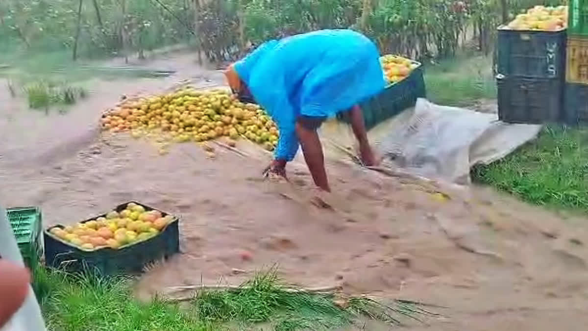 HEAVY RAIN  TOMATO CROP LOSS  DAVANGERE