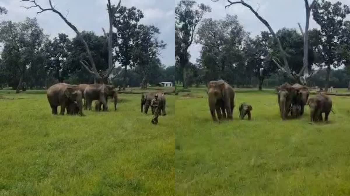 Elephants Babies In Bandhavgarh Tiger Reserve