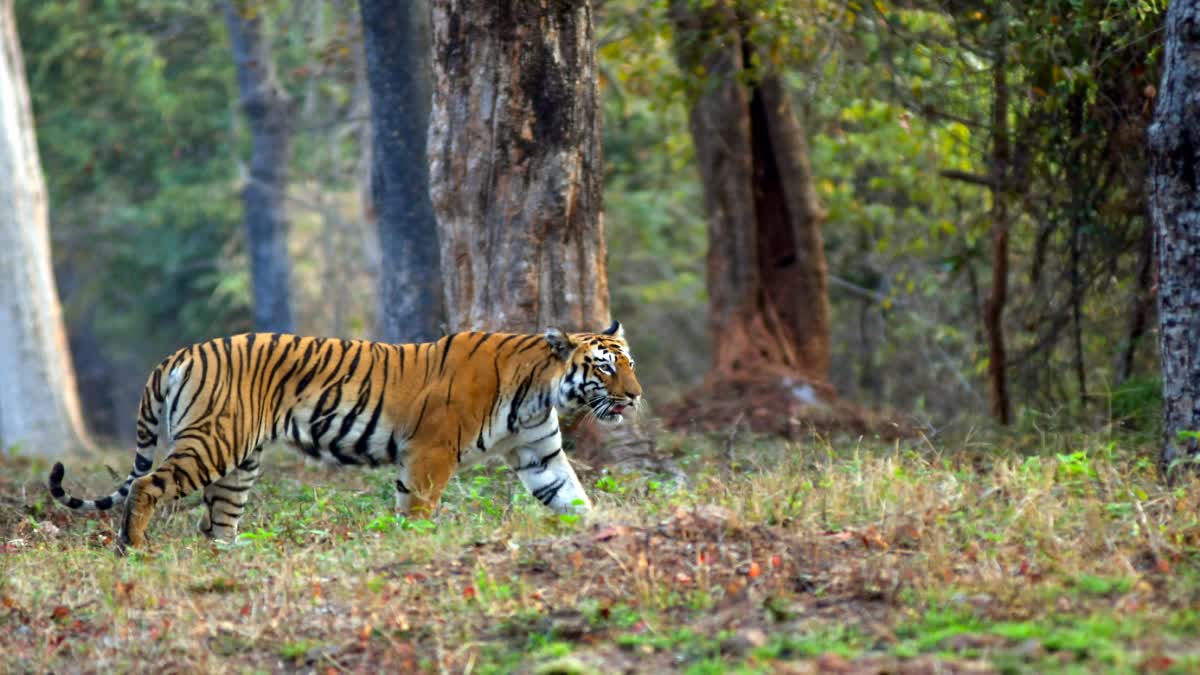 SARISKA TIGER VENTURES INTO HARYANA  TIGER FROM SARISKA VENTURES  SARISKA TIGER RESERVE  LATEST NEWS IN MALAYALAM