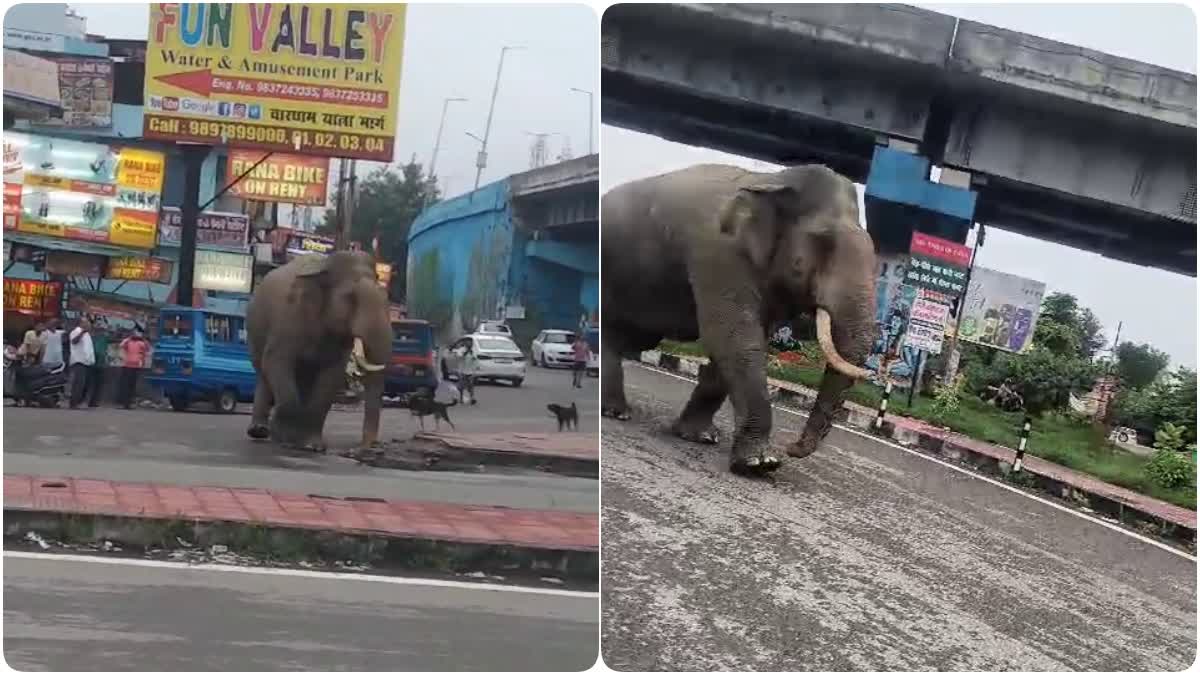 Elephant on Haridwar Rishikesh NH