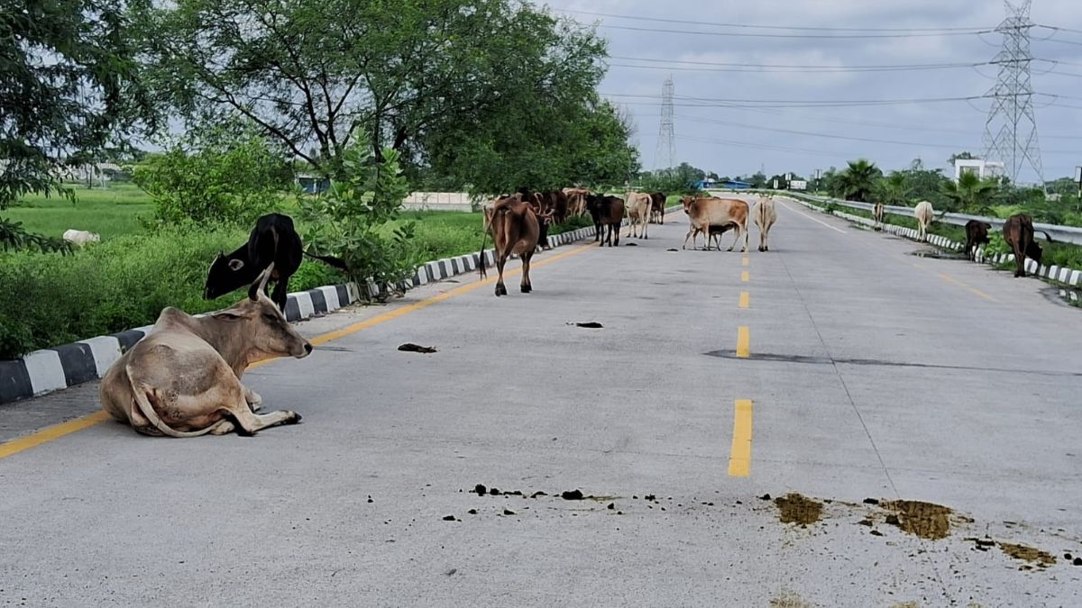 लखनऊ में आउटर रिंग रोड पर जानवरों के कारण हादसे का डर बना रहता है.