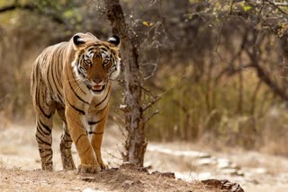 SHEOPUR AREA TIGER SEEN