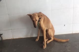 Dog Refuses To Leave Hospital After Its Owner's Death In Karnataka Shivamogga